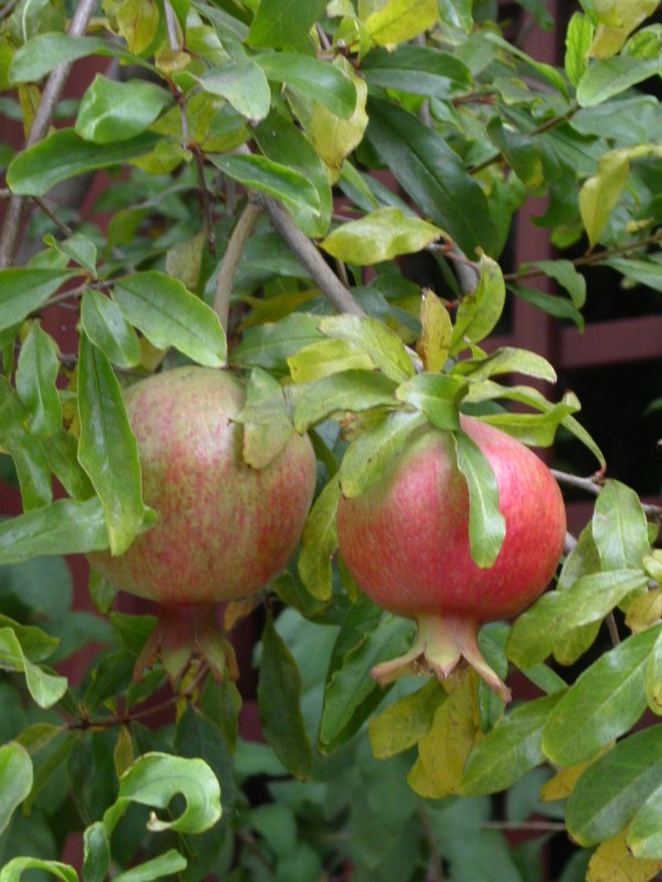 PICT0297 Local Produce