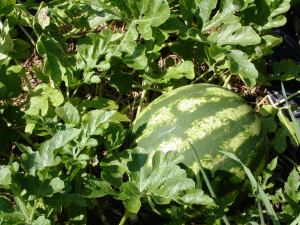 MINOLTA DIGITAL CAMERA