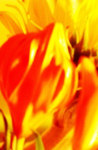 MINOLTA DIGITAL CAMERA