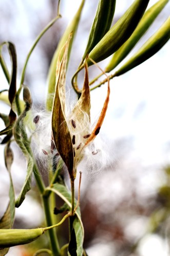 the soft touch of milkweed